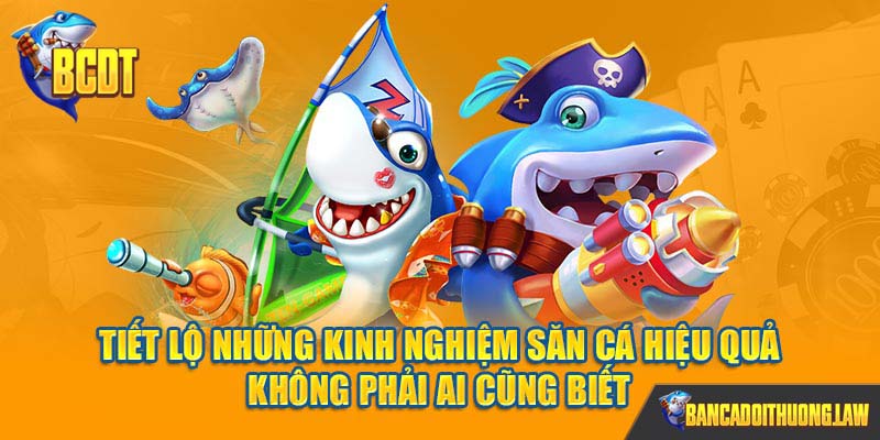 Tiết lộ những kinh nghiệm săn cá hiệu quả không phải ai cũng biết
